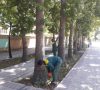 اجرای حذف پاجوش و تنه جوش درختان در سطح شهر